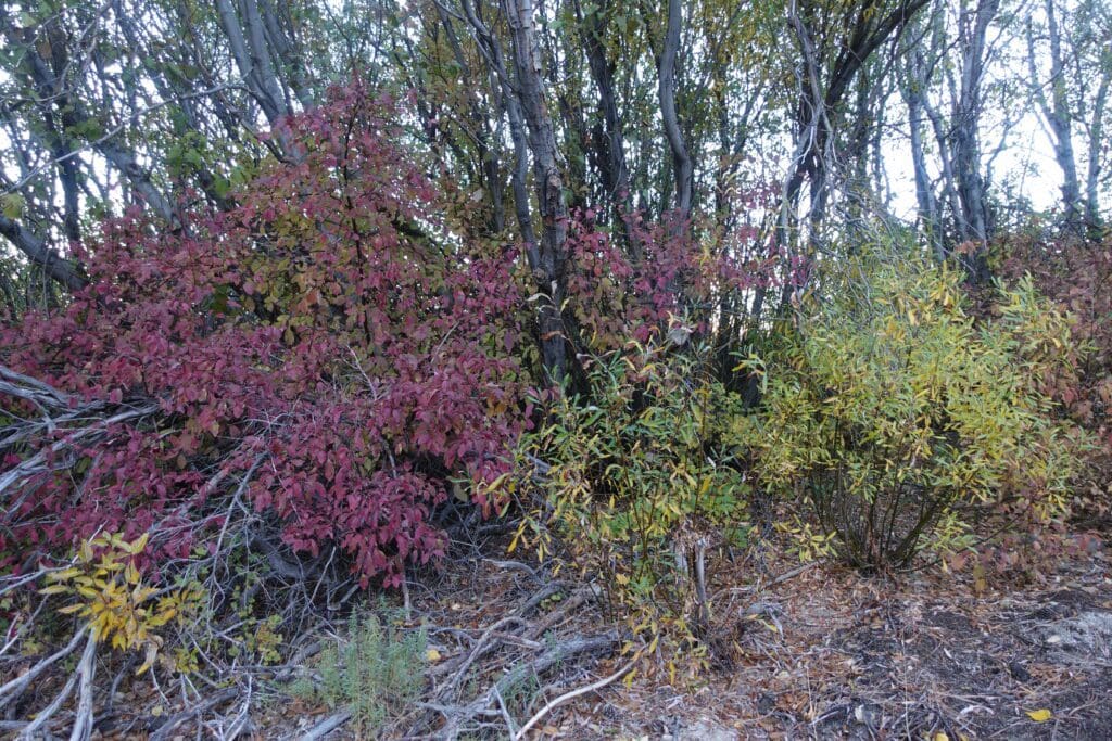 Fall color on Fay Luther Trail